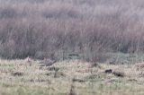 20140219_Kleine Trap_ Langelo_2